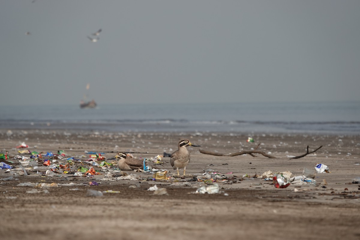 Great Thick-knee - ML645799713