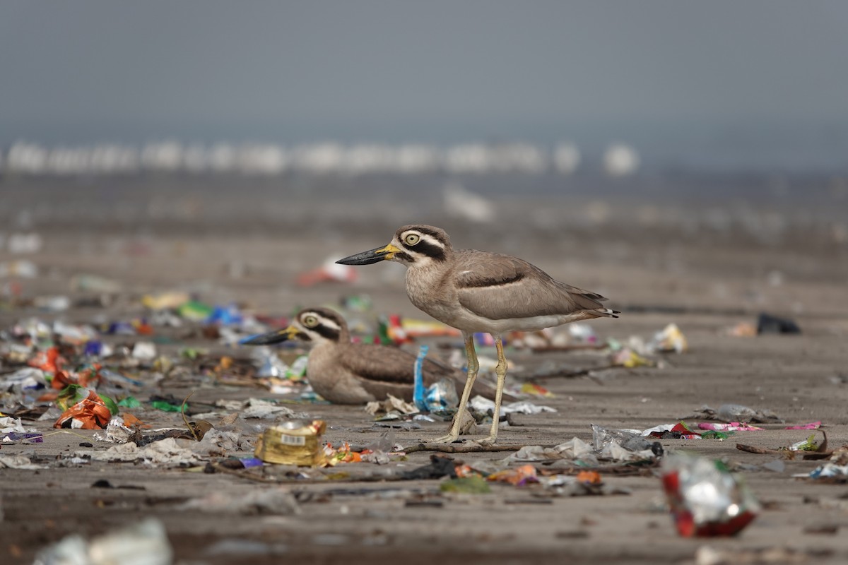 Great Thick-knee - ML645799715