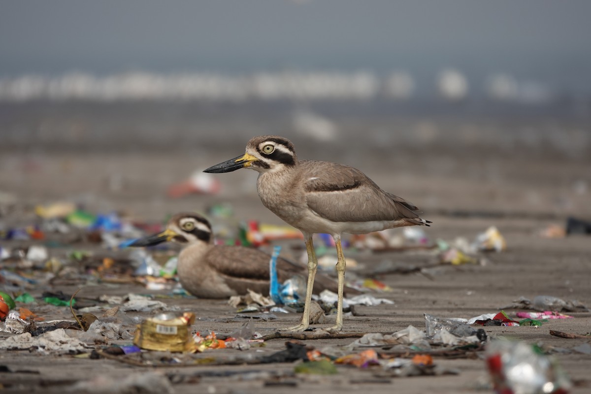 Great Thick-knee - ML645799716