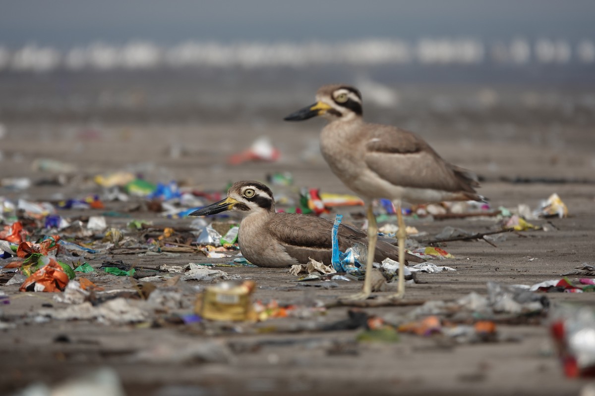 Great Thick-knee - ML645799717