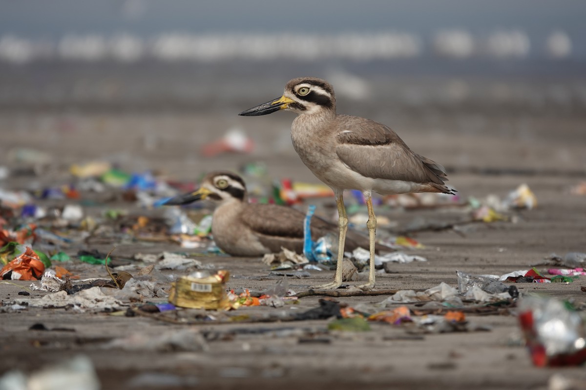 Great Thick-knee - ML645799718