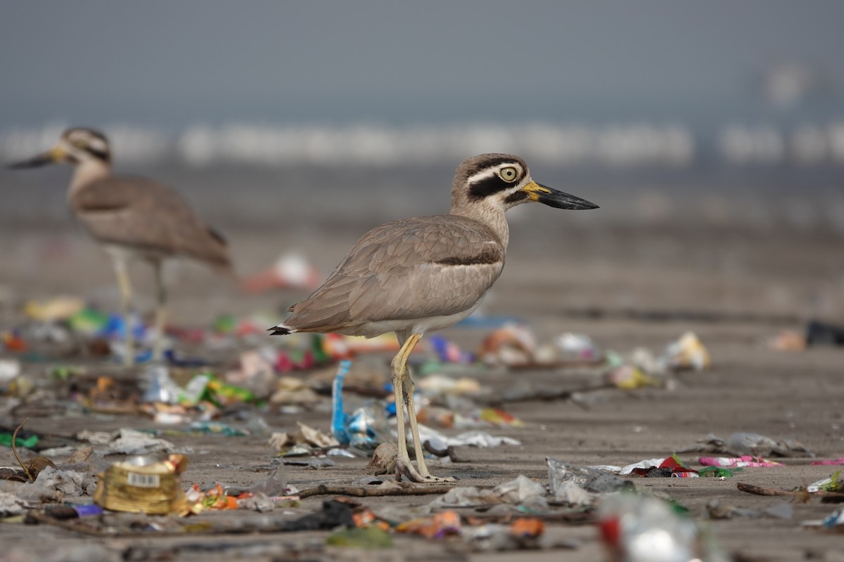 Great Thick-knee - ML645799719