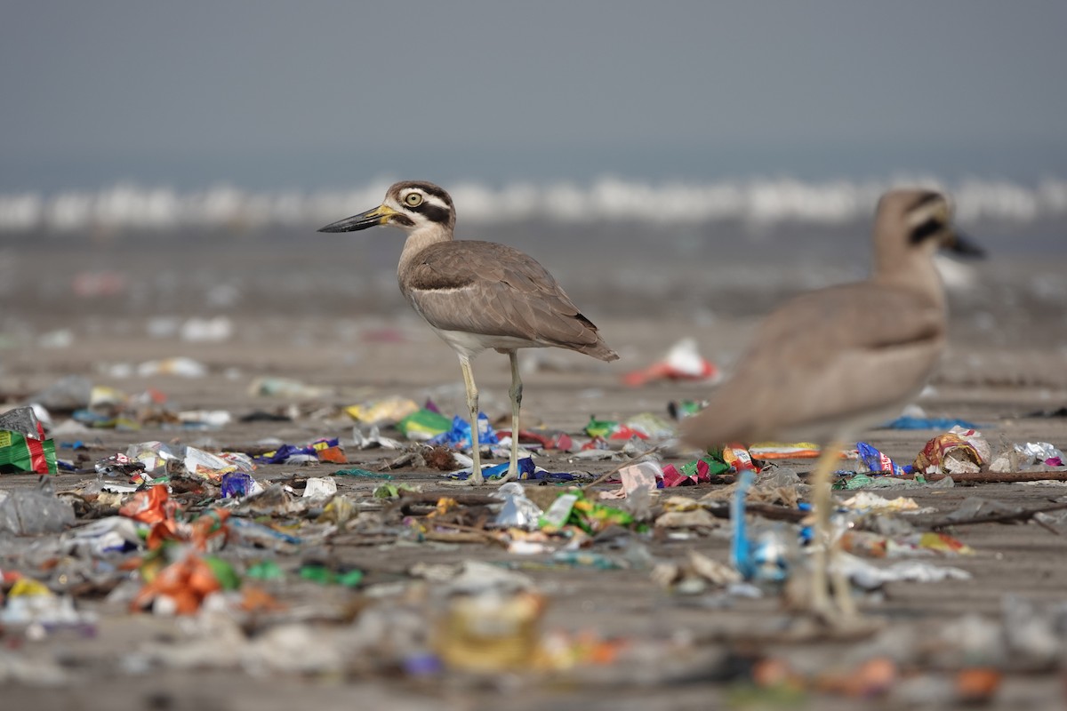 Great Thick-knee - ML645799720