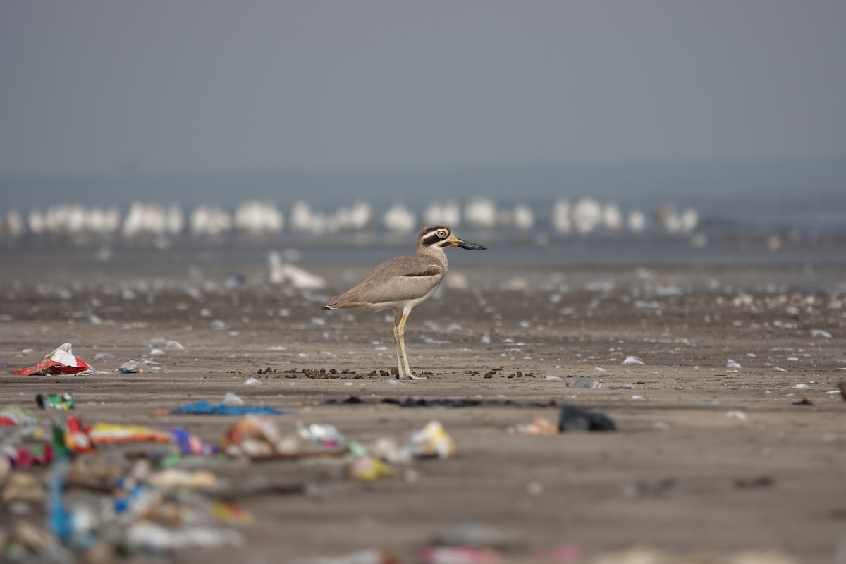 Great Thick-knee - ML645799721