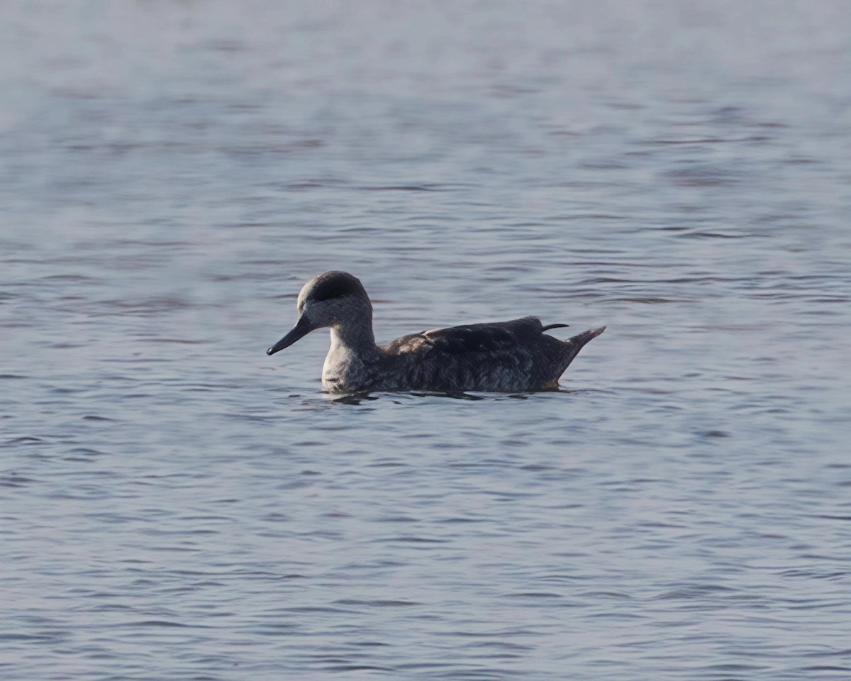 Marbled Duck - ML645799724