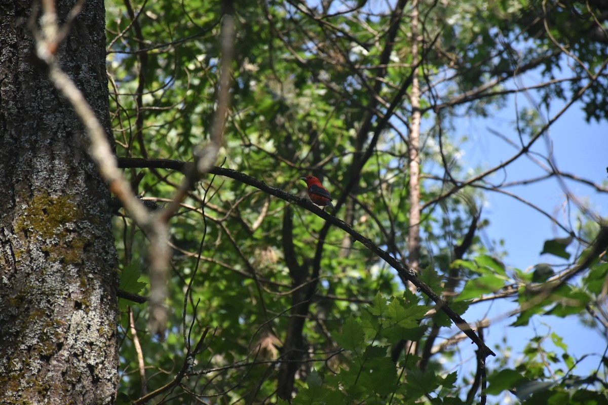 Scarlet Tanager - ML645799730