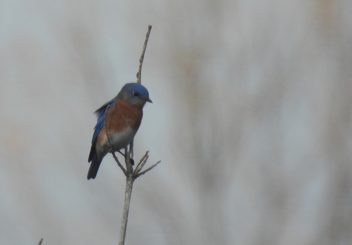 salašník modrý - ML645799737