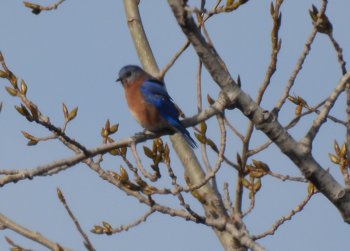 salašník modrý - ML645799738