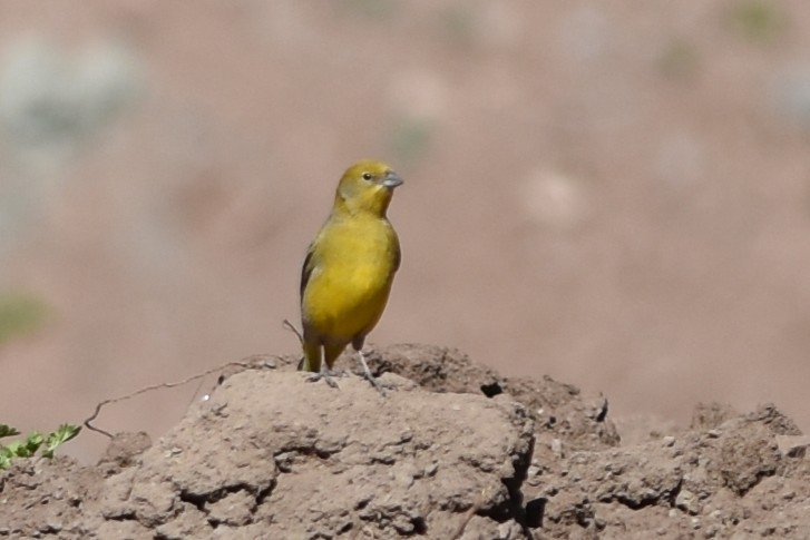 Greater Yellow-Finch - ML645799739
