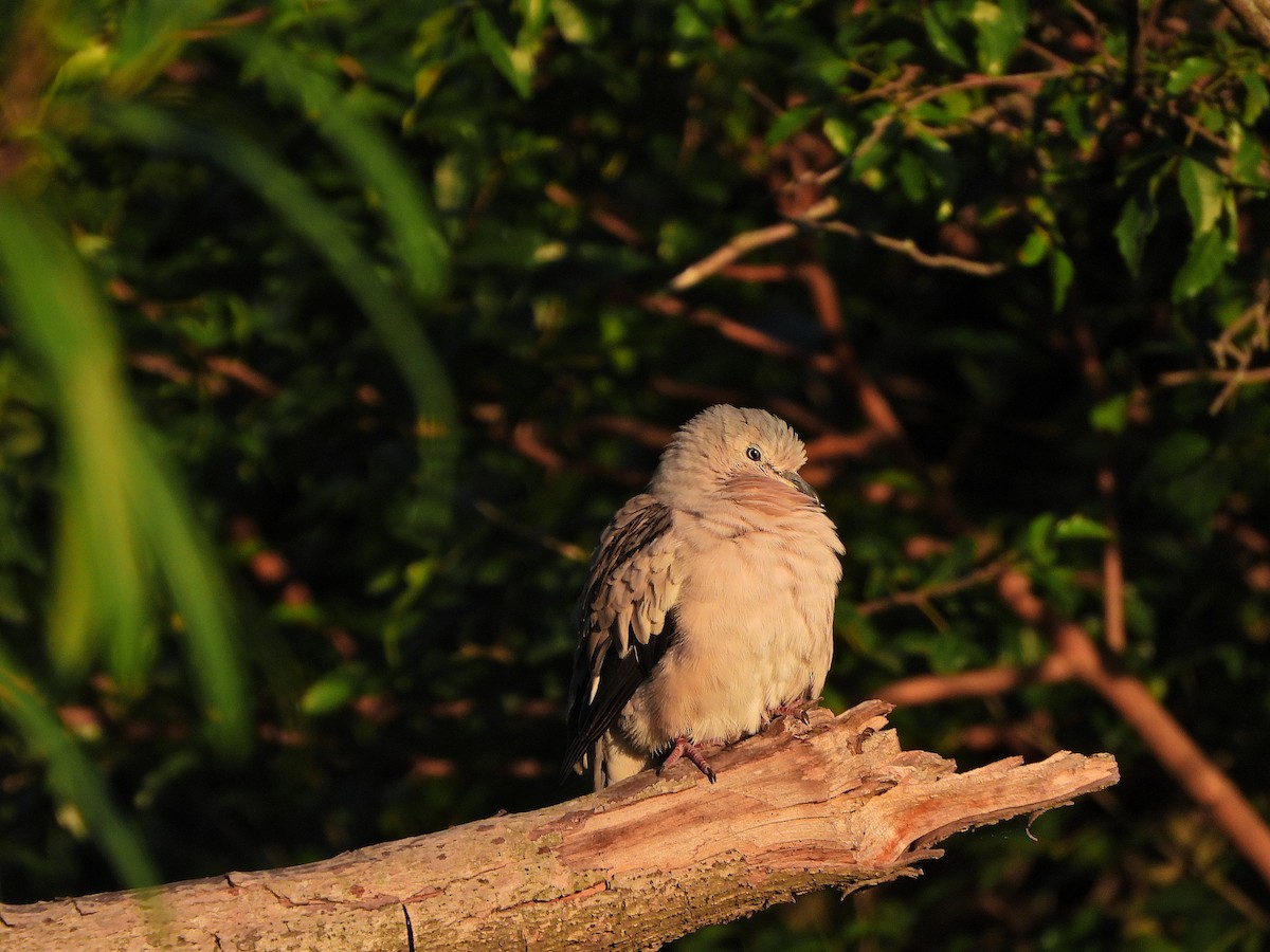 Picui Ground Dove - ML645799745