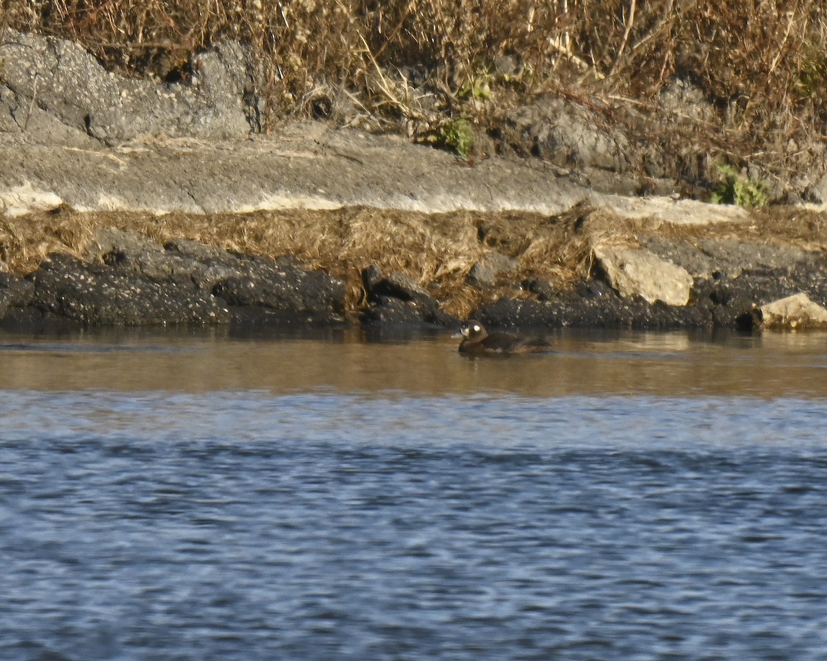 kačka strakatá - ML645799752