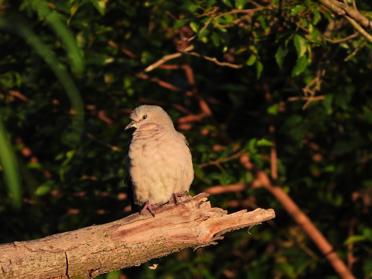 Picui Ground Dove - ML645799760