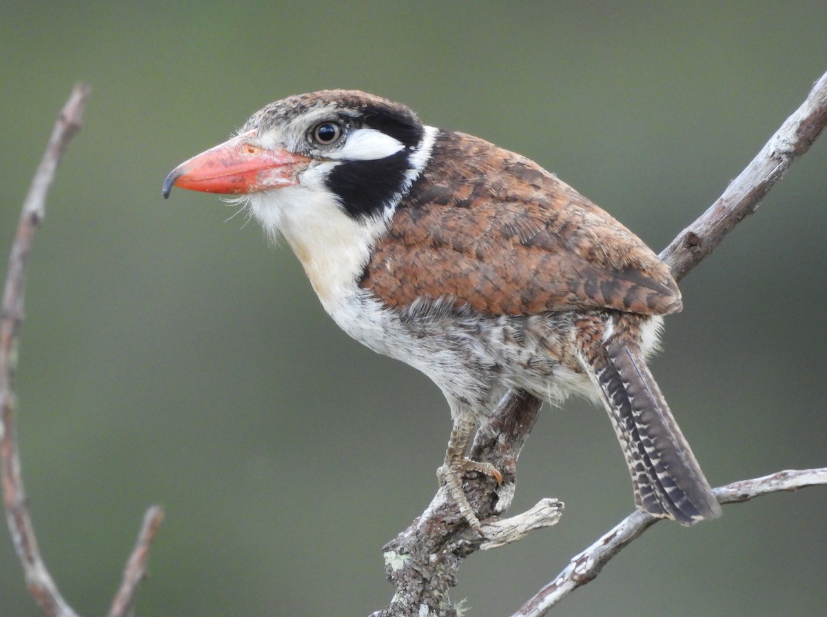 White-eared Puffbird - ML645799765