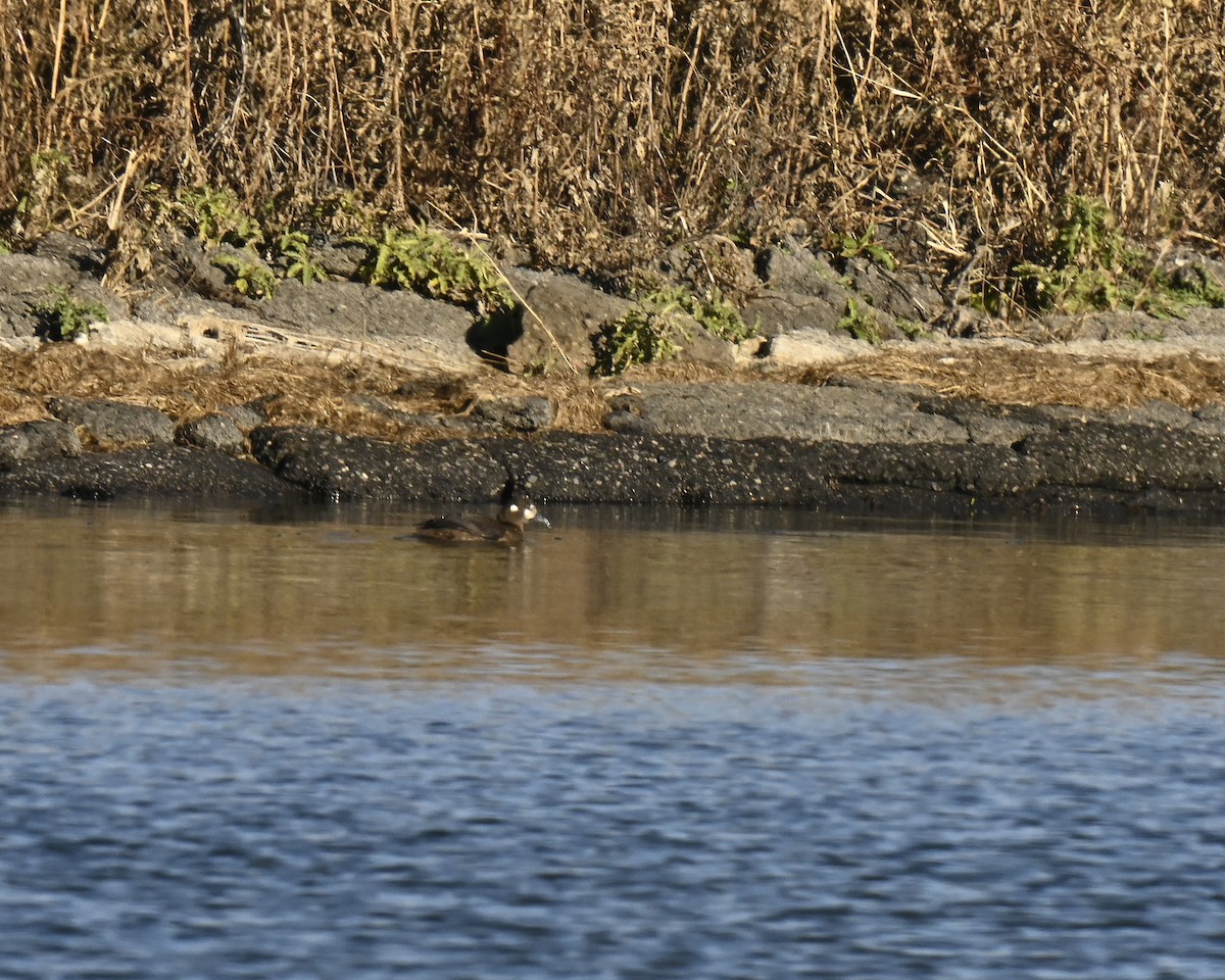 kačka strakatá - ML645799768