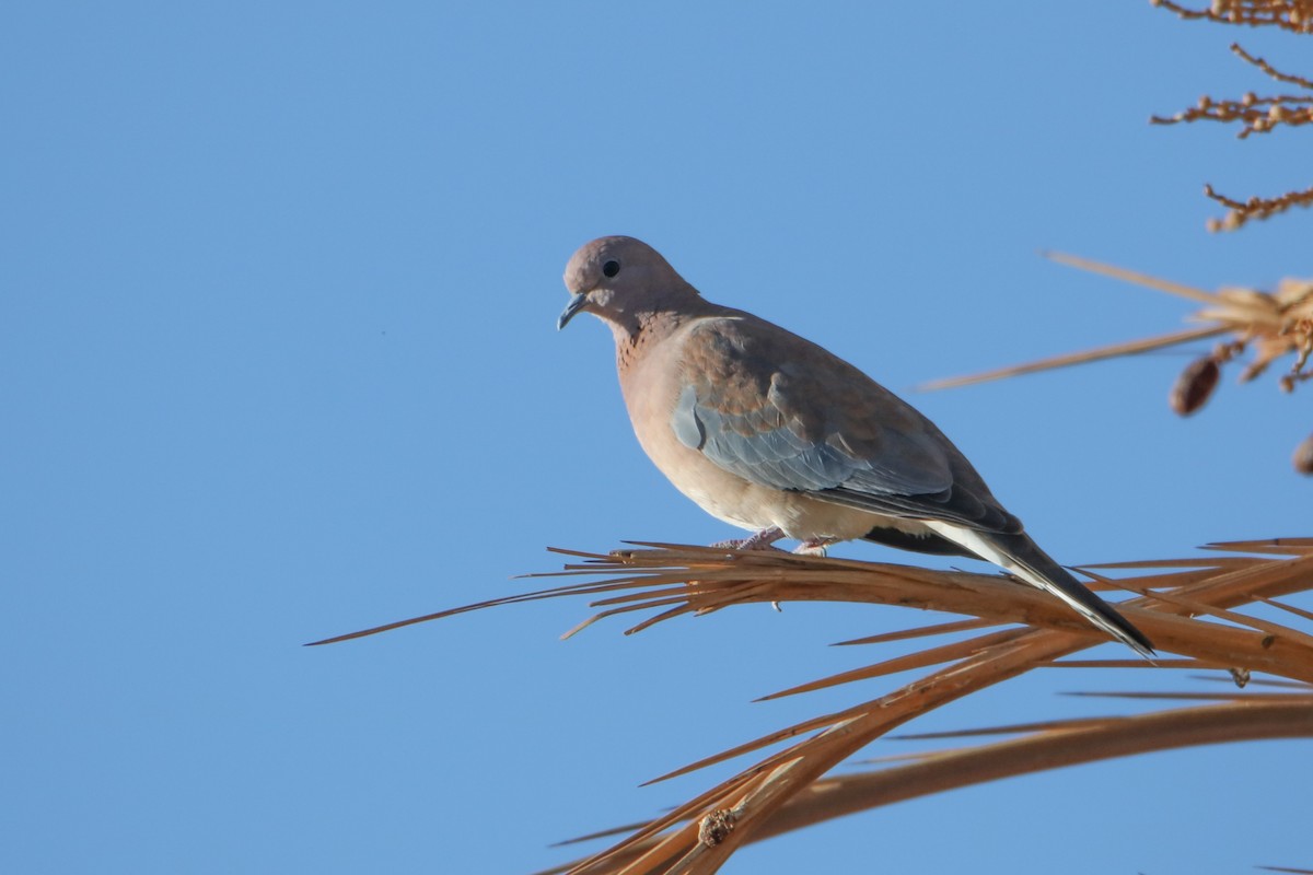 Laughing Dove - ML645799778