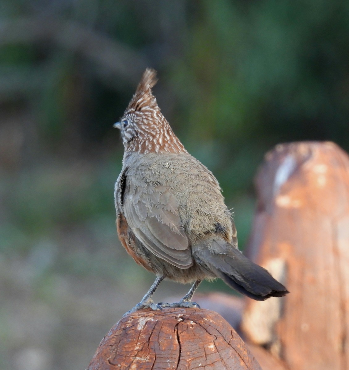 Crested Gallito - ML645799783