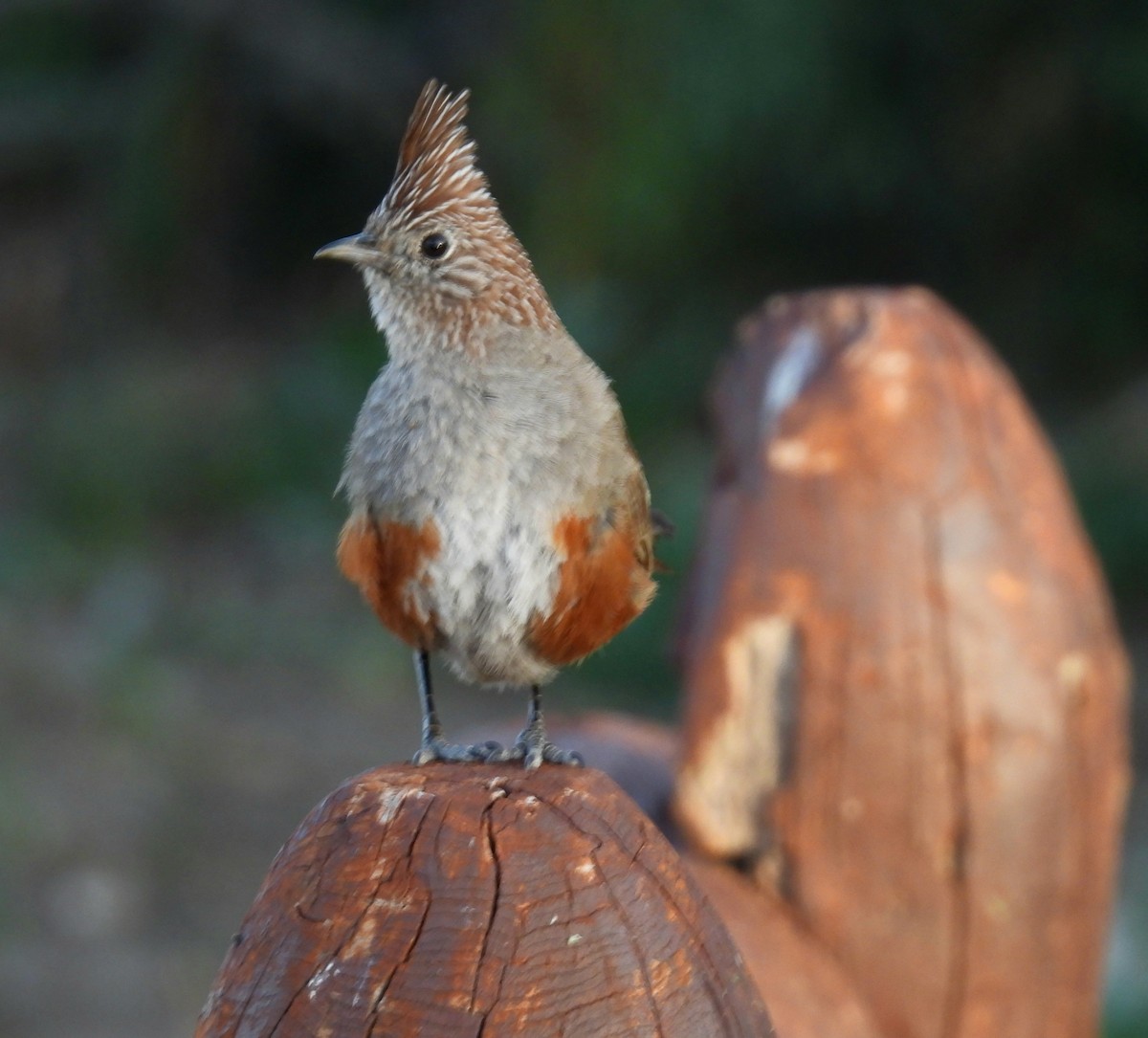 Crested Gallito - ML645799785
