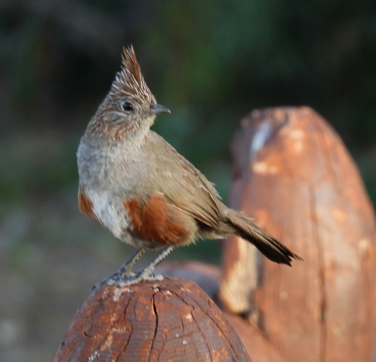 Crested Gallito - ML645799787