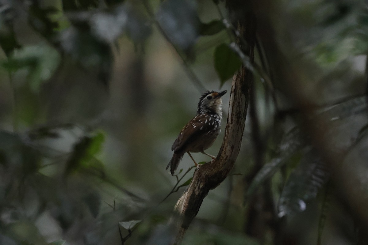Striped Wren-Babbler - ML645799804