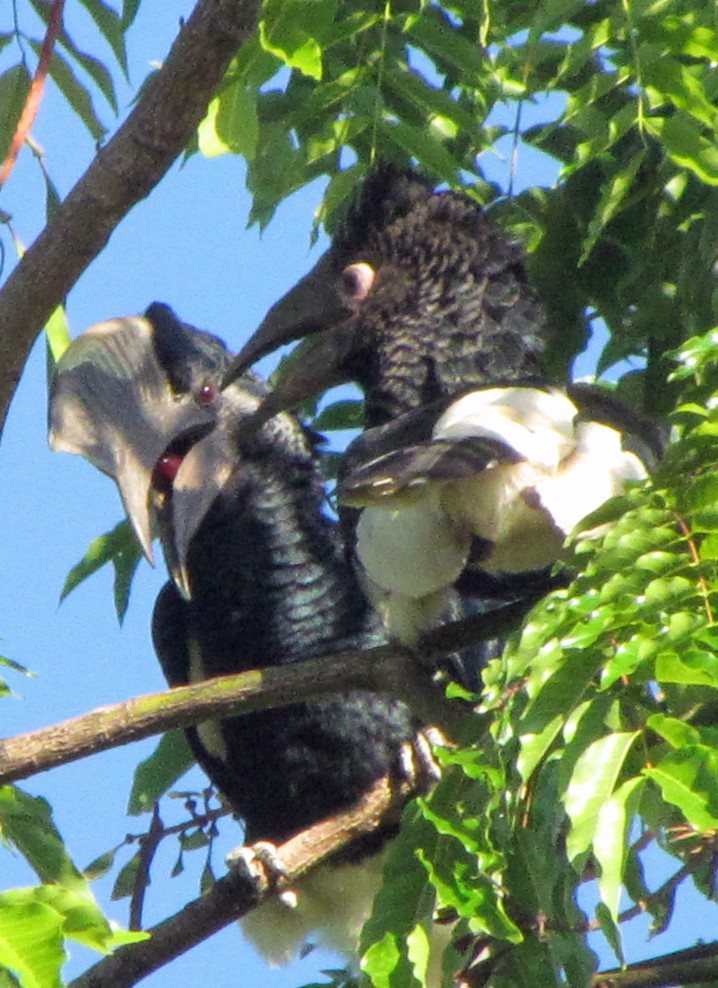 Black-and-white-casqued Hornbill - ML645799809