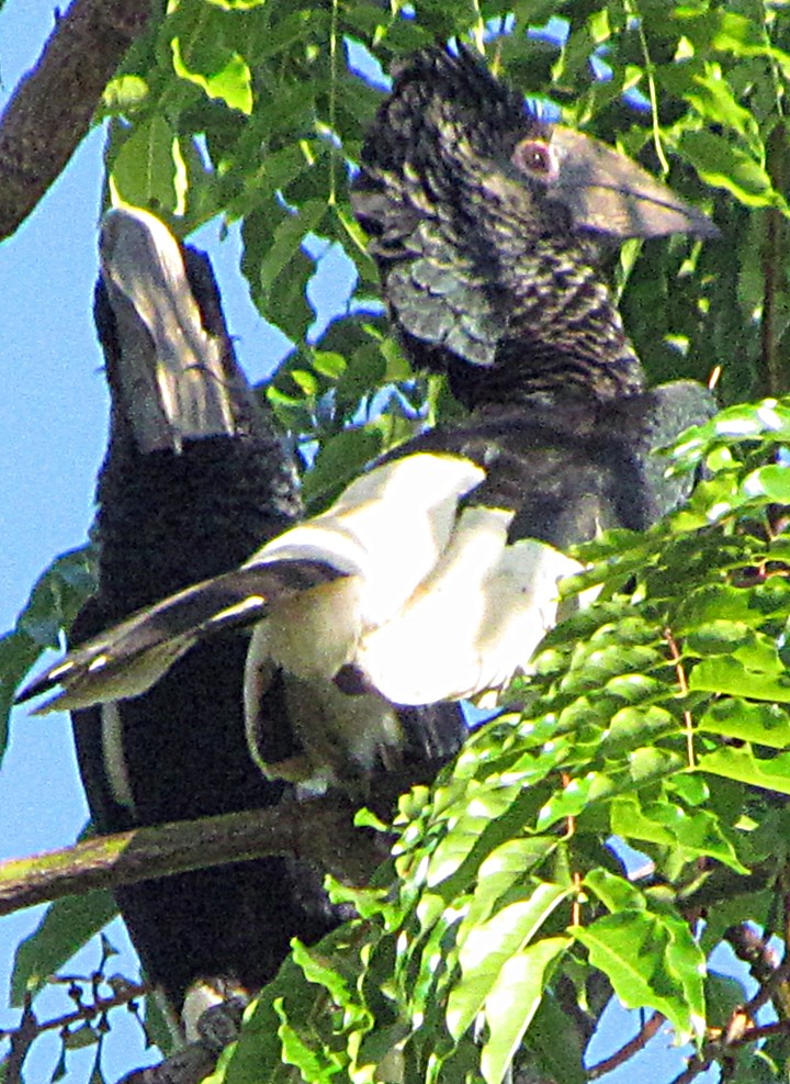 Black-and-white-casqued Hornbill - ML645799810