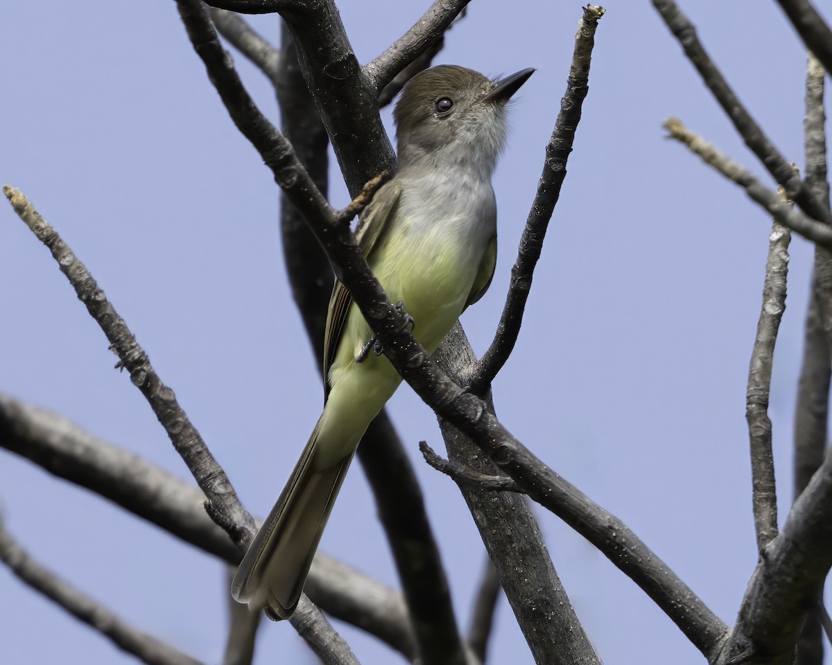 Nutting's/Salvadoran Flycatcher - ML645799815