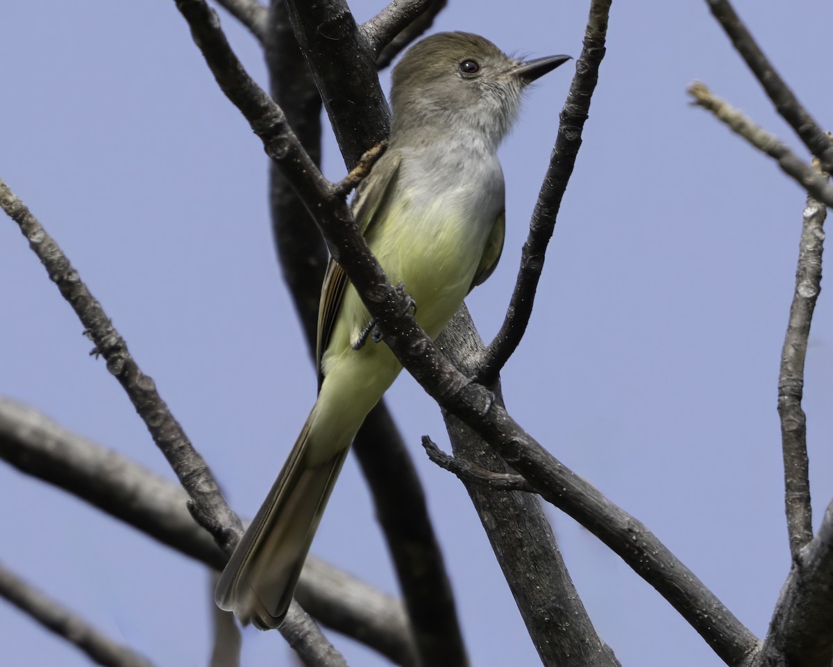 Nutting's/Salvadoran Flycatcher - ML645799816