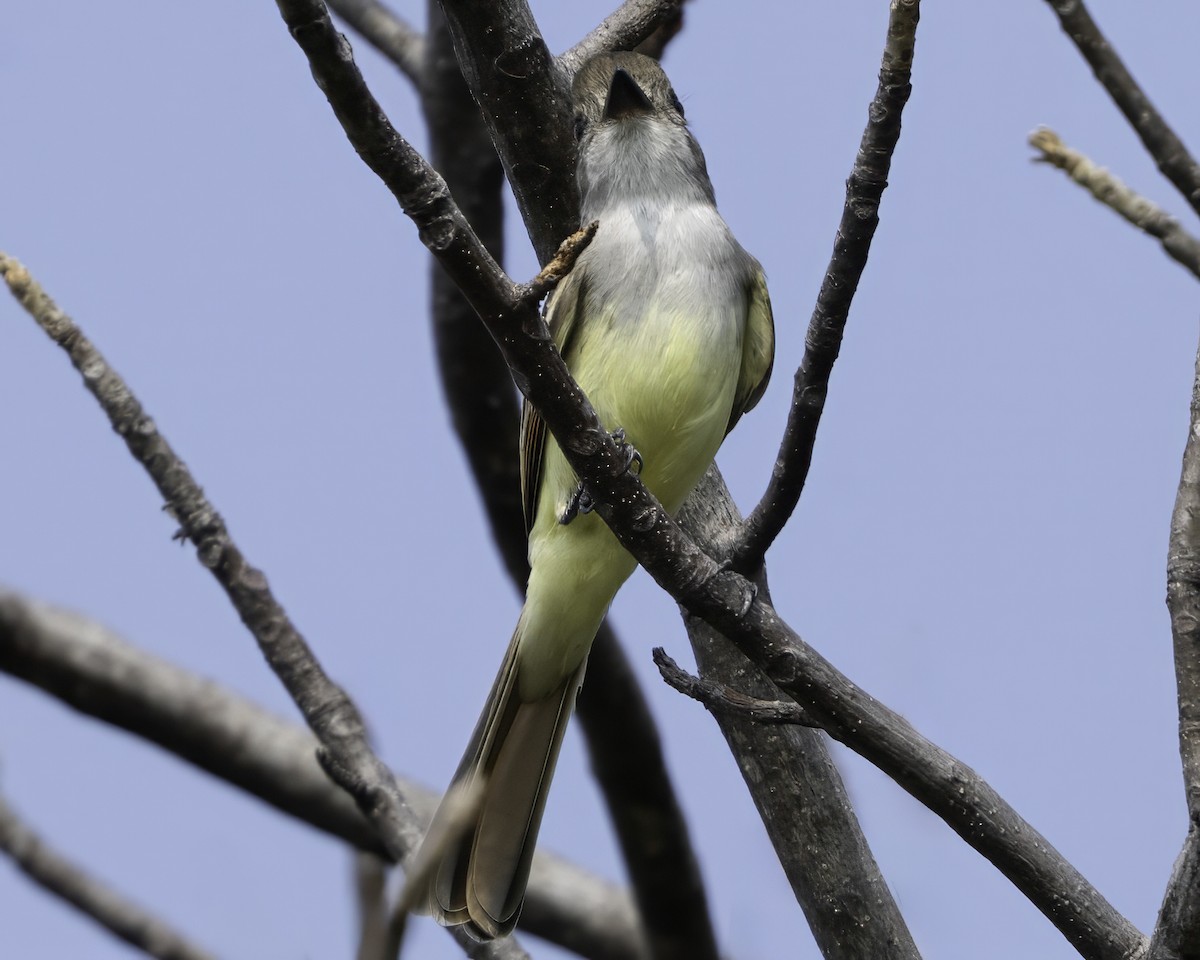 Nutting's/Salvadoran Flycatcher - ML645799817