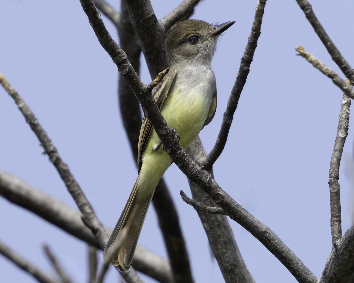 Nutting's/Salvadoran Flycatcher - ML645799818