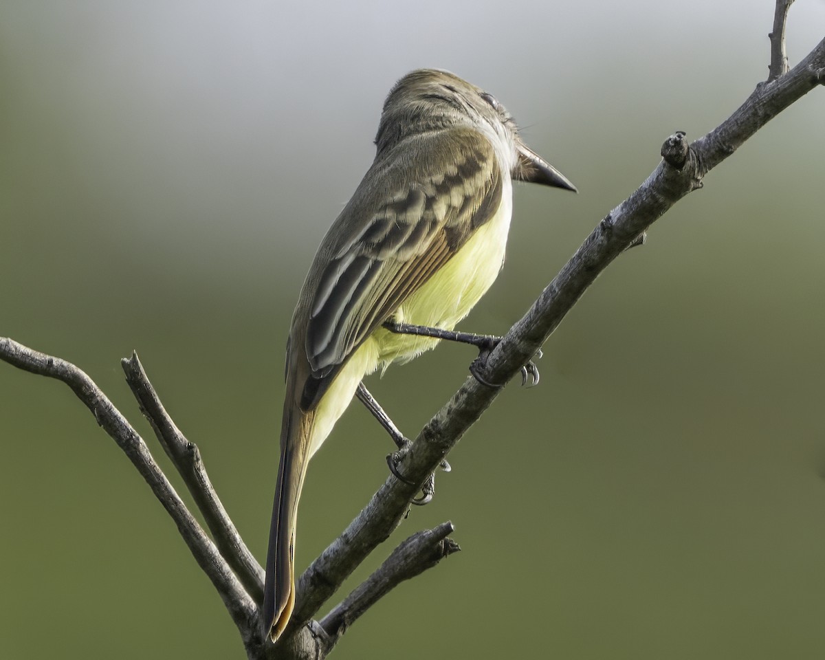 Nutting's/Salvadoran Flycatcher - ML645799826