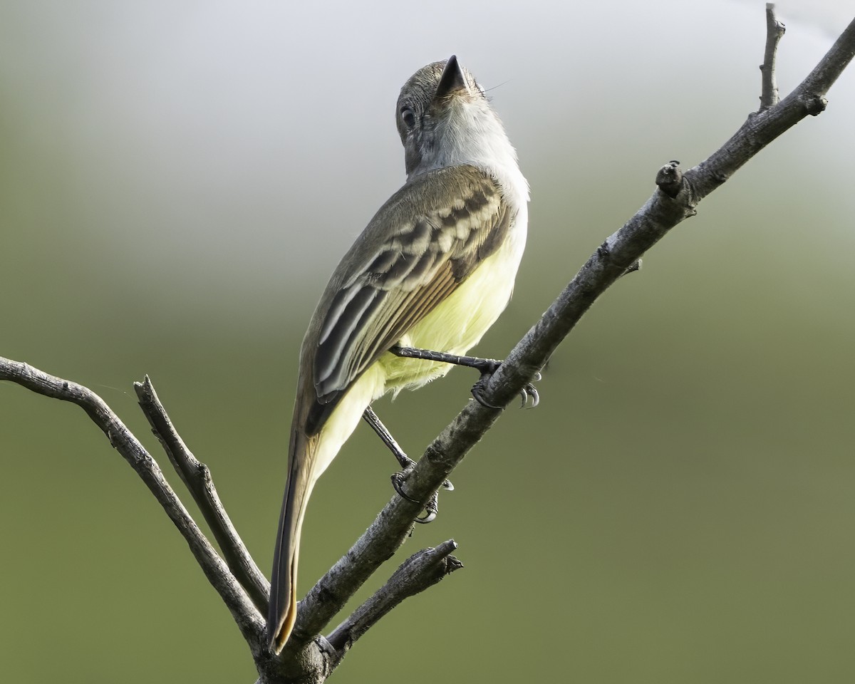 Nutting's/Salvadoran Flycatcher - ML645799827