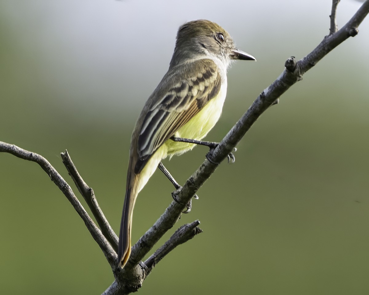 Nutting's/Salvadoran Flycatcher - ML645799828