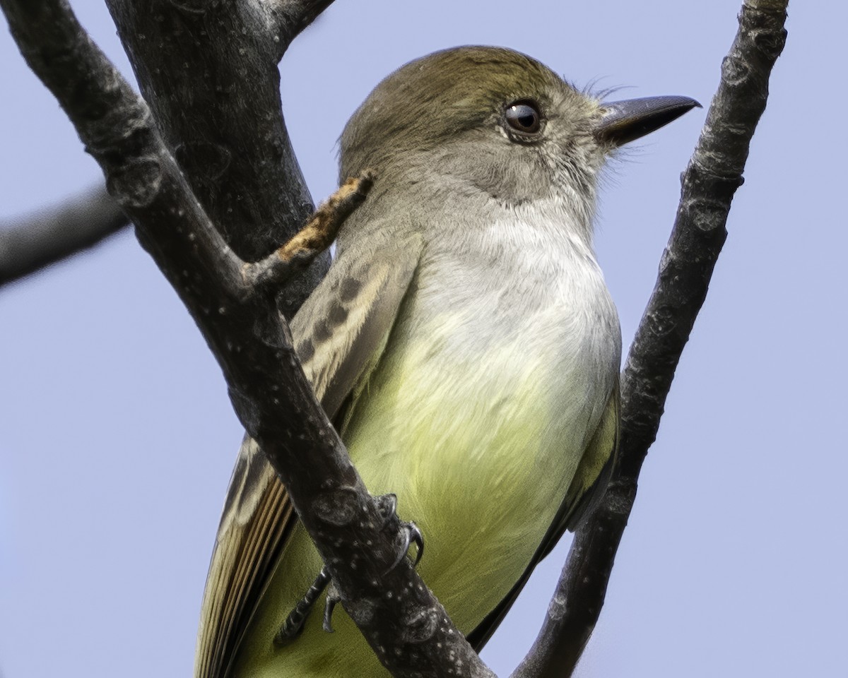 Nutting's/Salvadoran Flycatcher - ML645799829