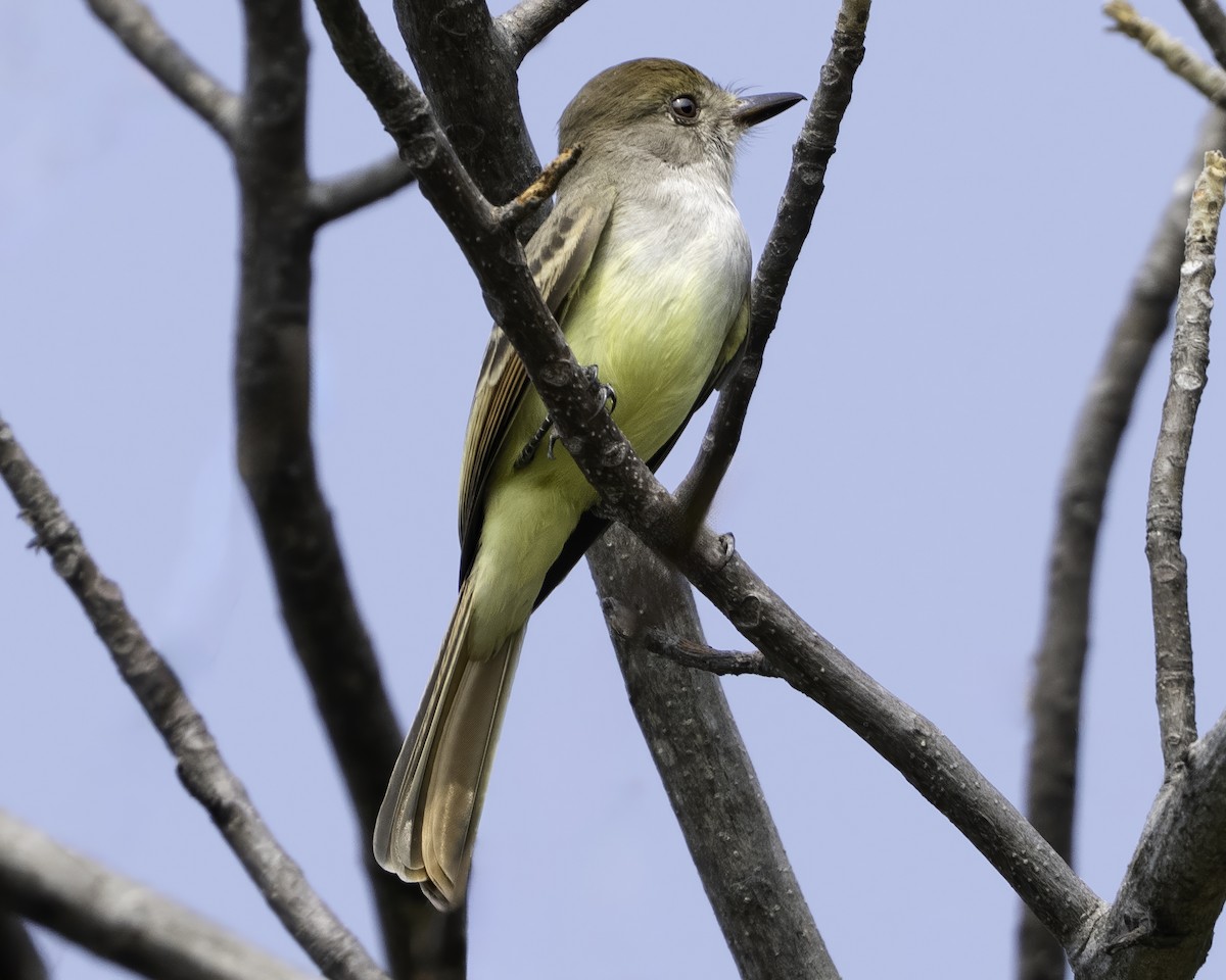 Nutting's/Salvadoran Flycatcher - ML645799830
