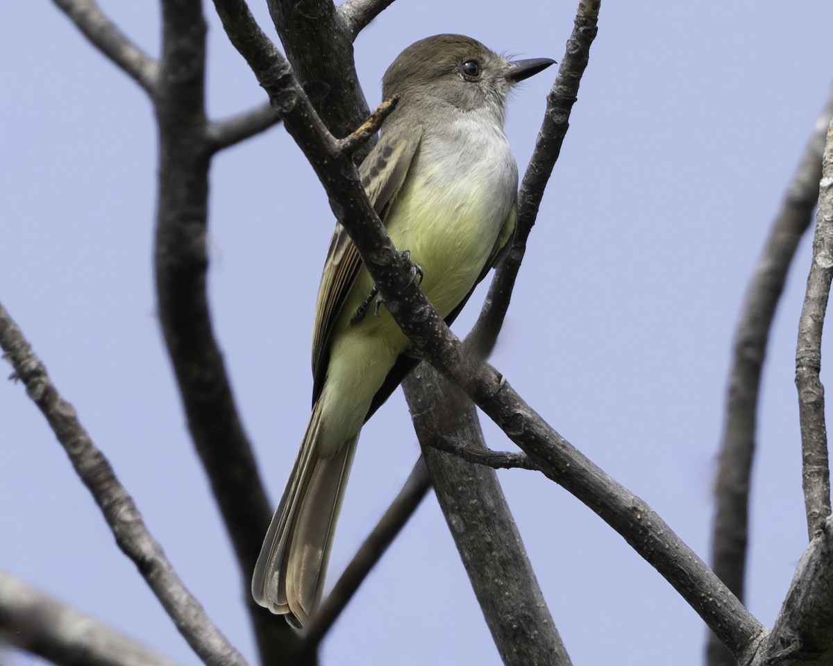 Nutting's/Salvadoran Flycatcher - ML645799831