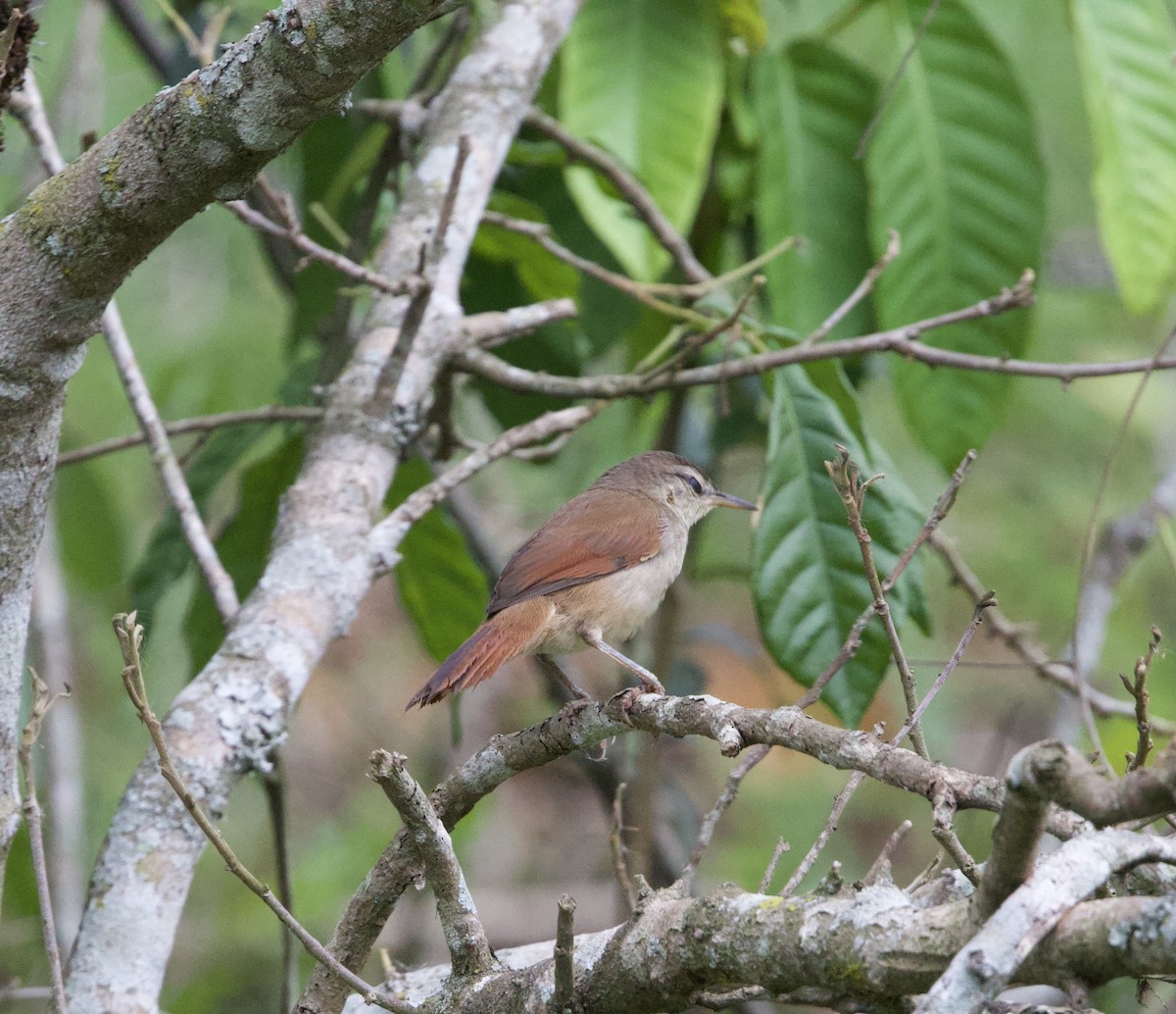 Gelbkinn-Riedschlüpfer - ML645799852