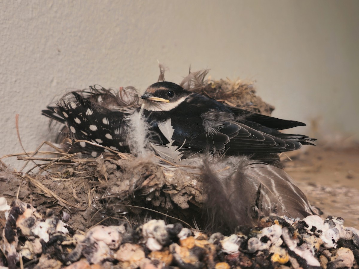 White-throated Swallow - ML645799874