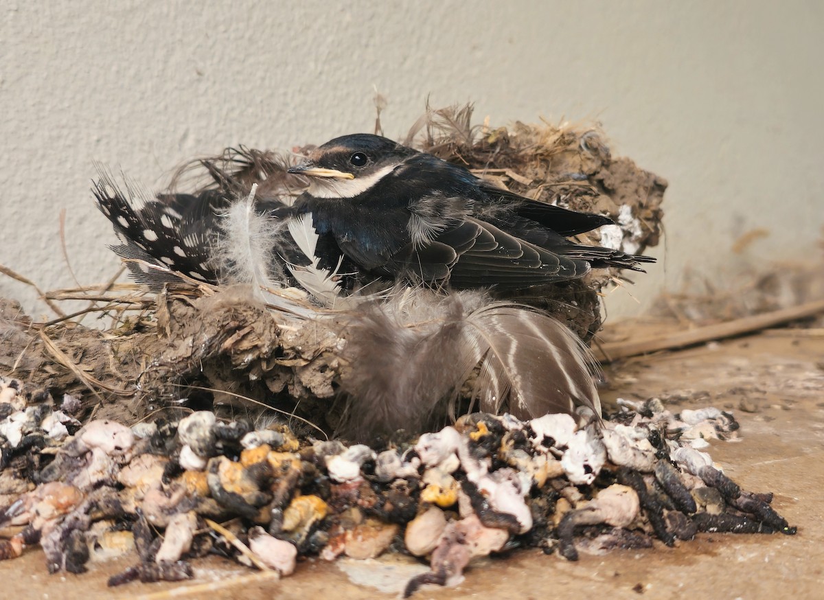 White-throated Swallow - ML645799875