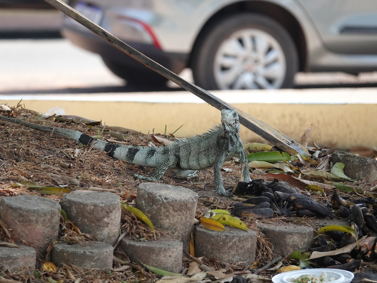 Green Iguana - ML645799876