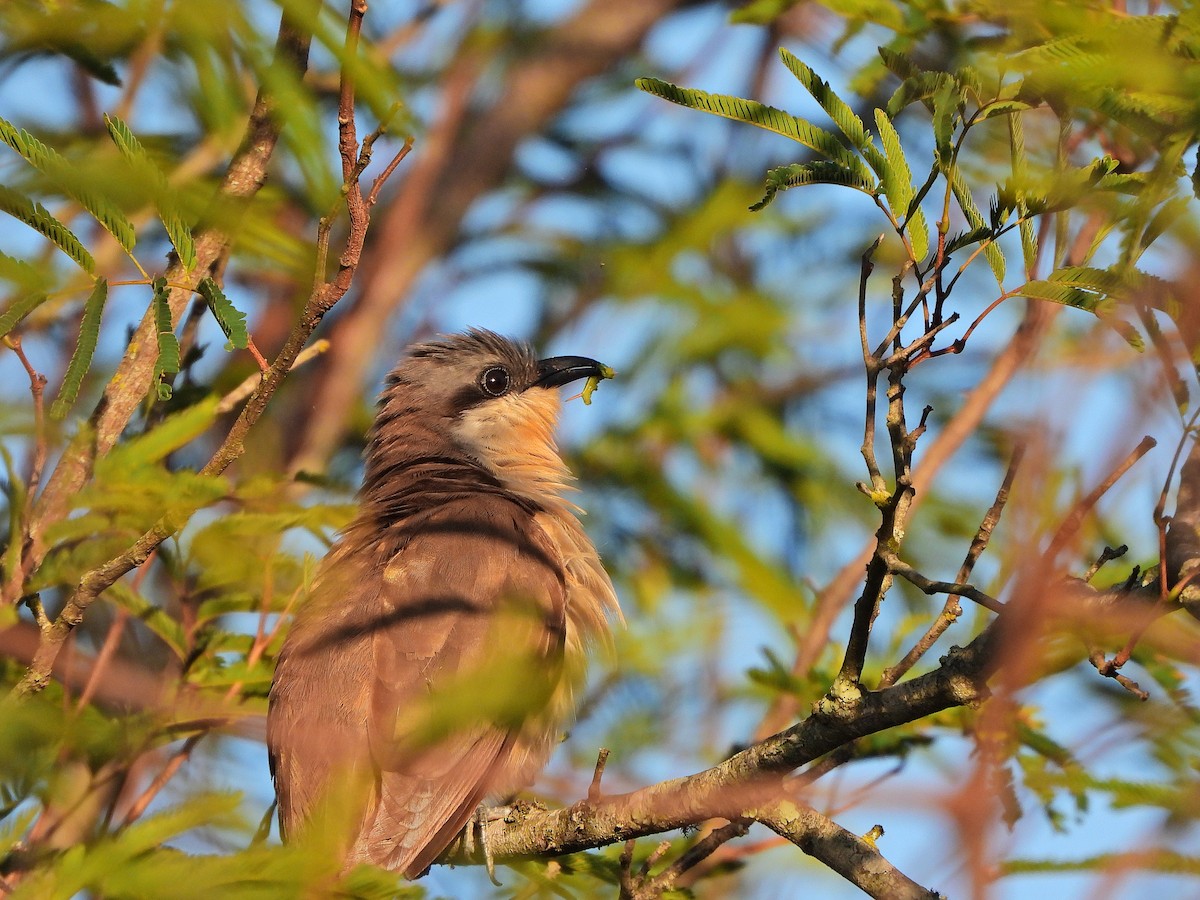 Кукліло бурий - ML645799893