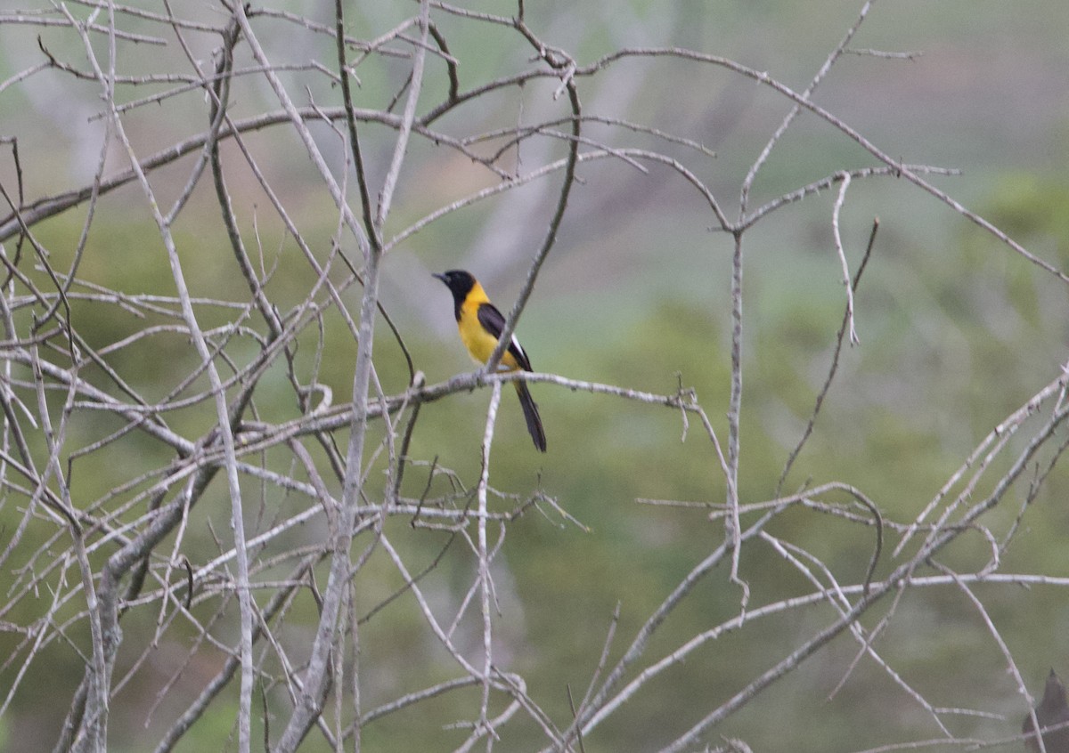 Campotrupial - ML645799899