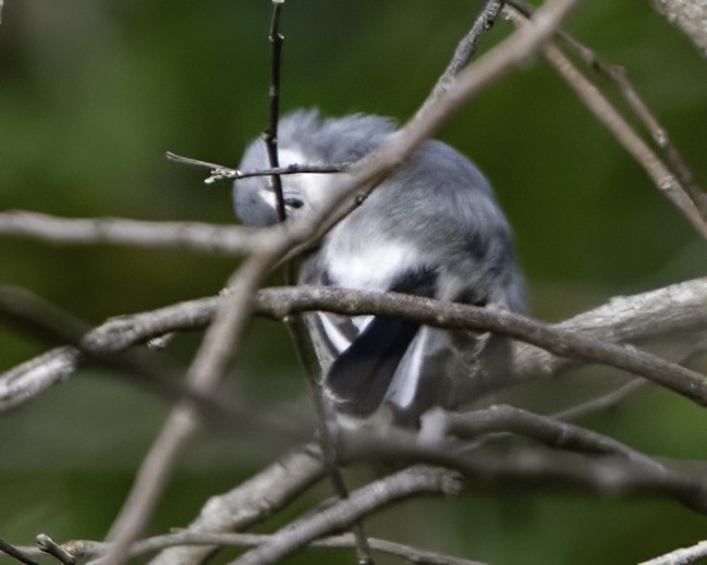 White-browed Gnatcatcher - ML645799904