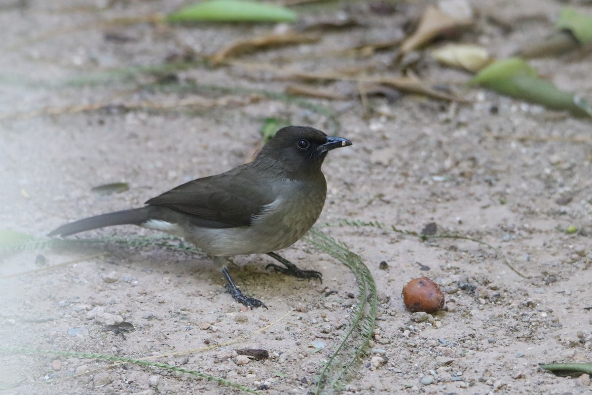 Common Bulbul - ML645799911
