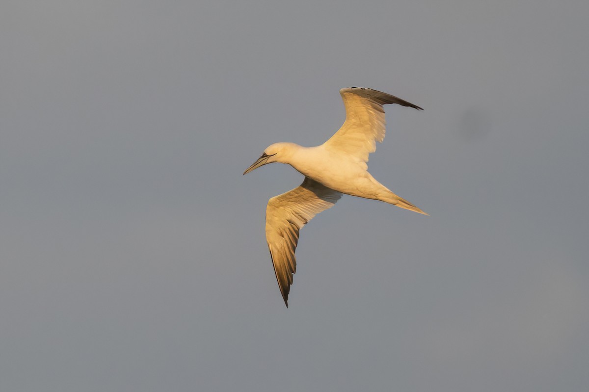 Northern Gannet - ML645799913