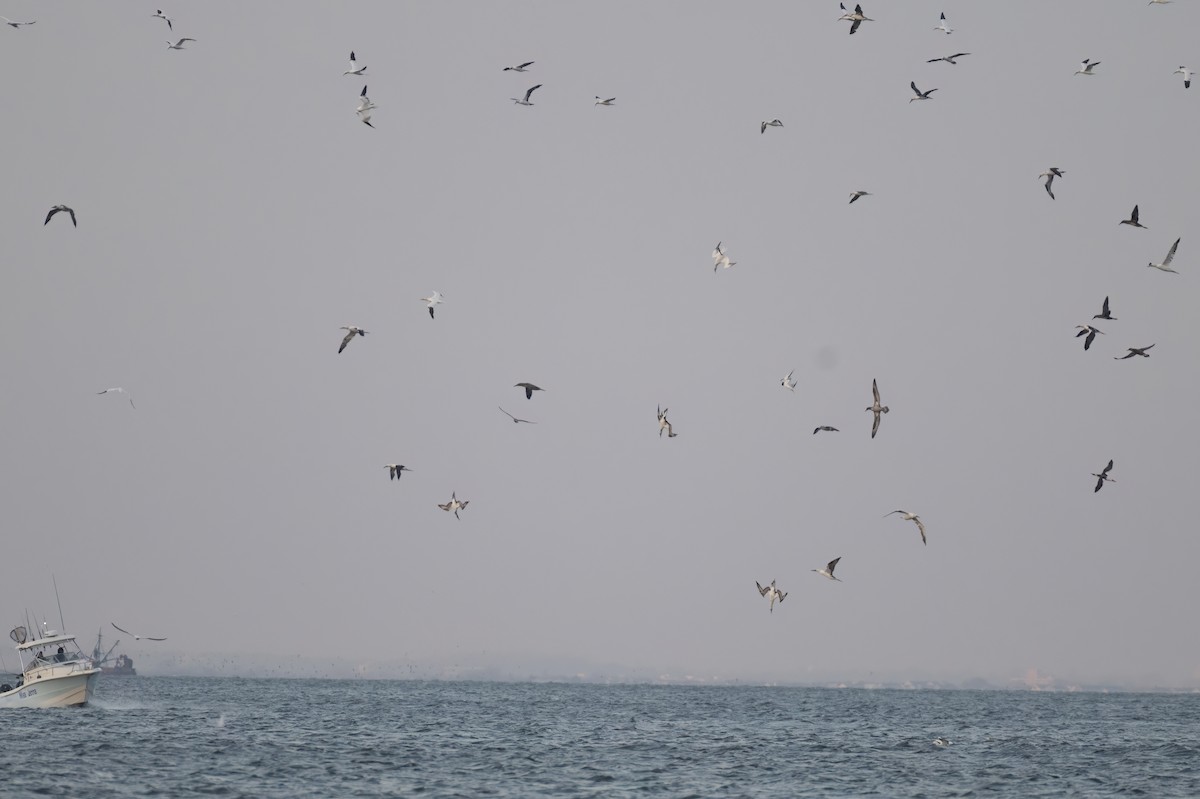 Northern Gannet - ML645799914