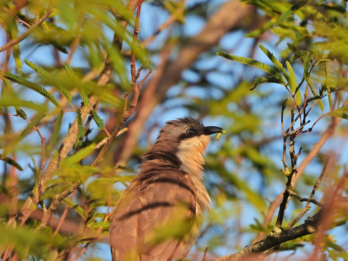 Кукліло бурий - ML645799923