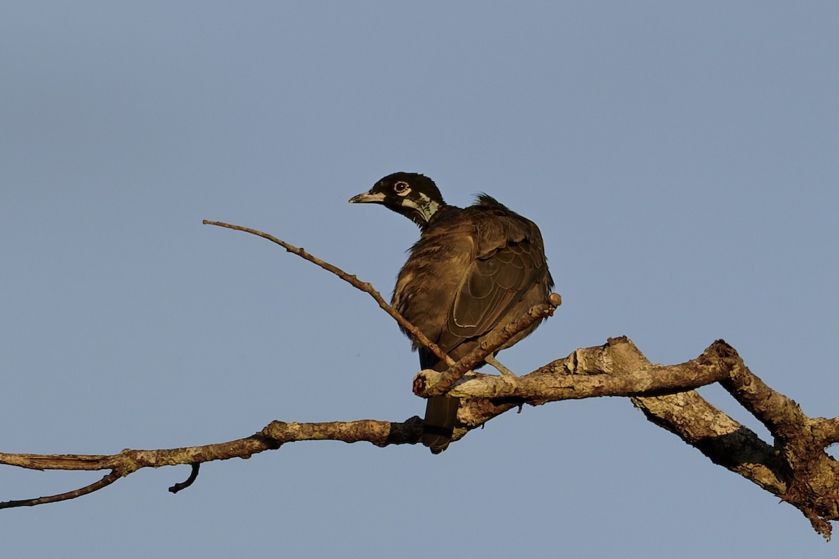 Bare-necked Fruitcrow - ML645799950