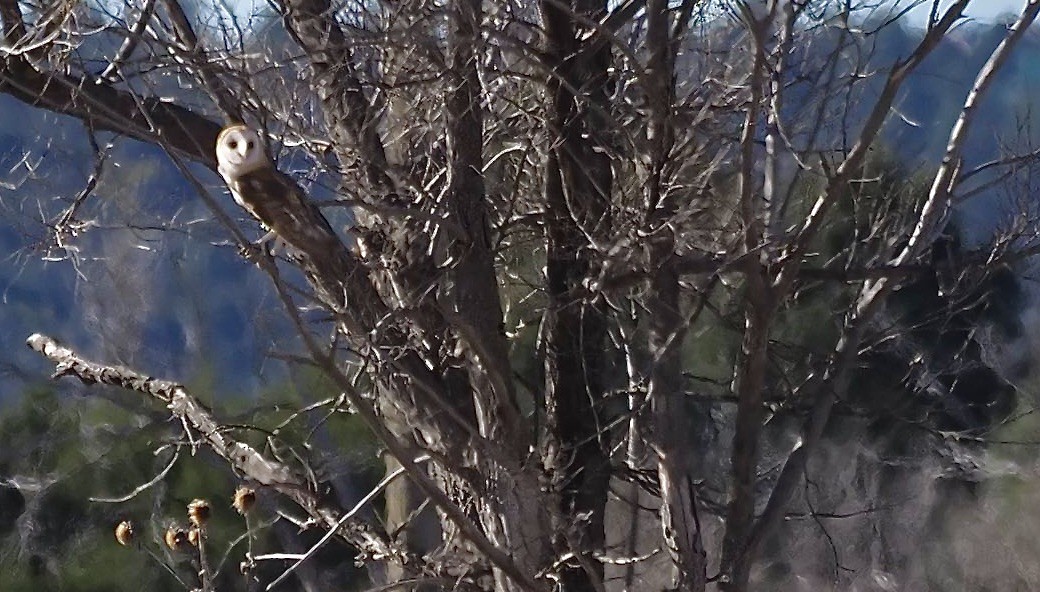 American Barn Owl - ML645799954