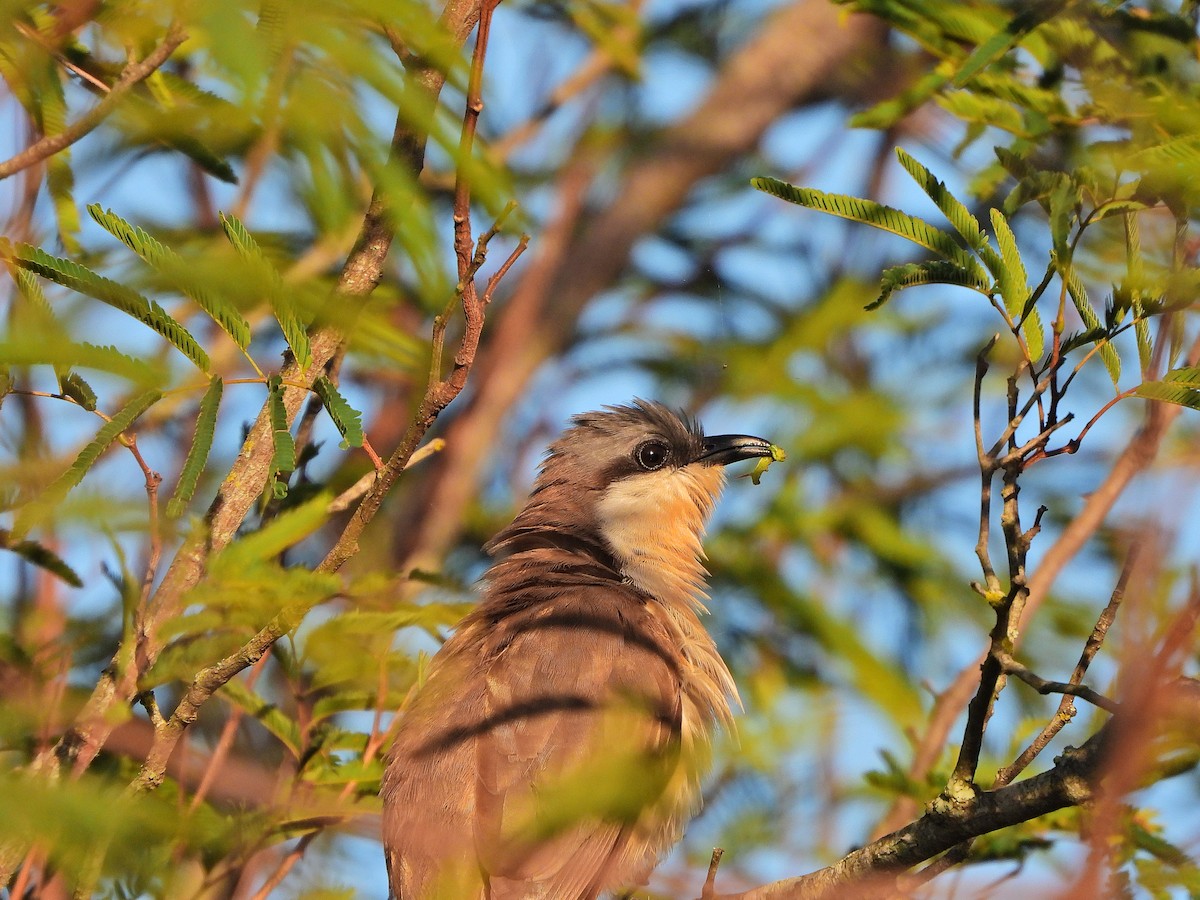Кукліло бурий - ML645799958