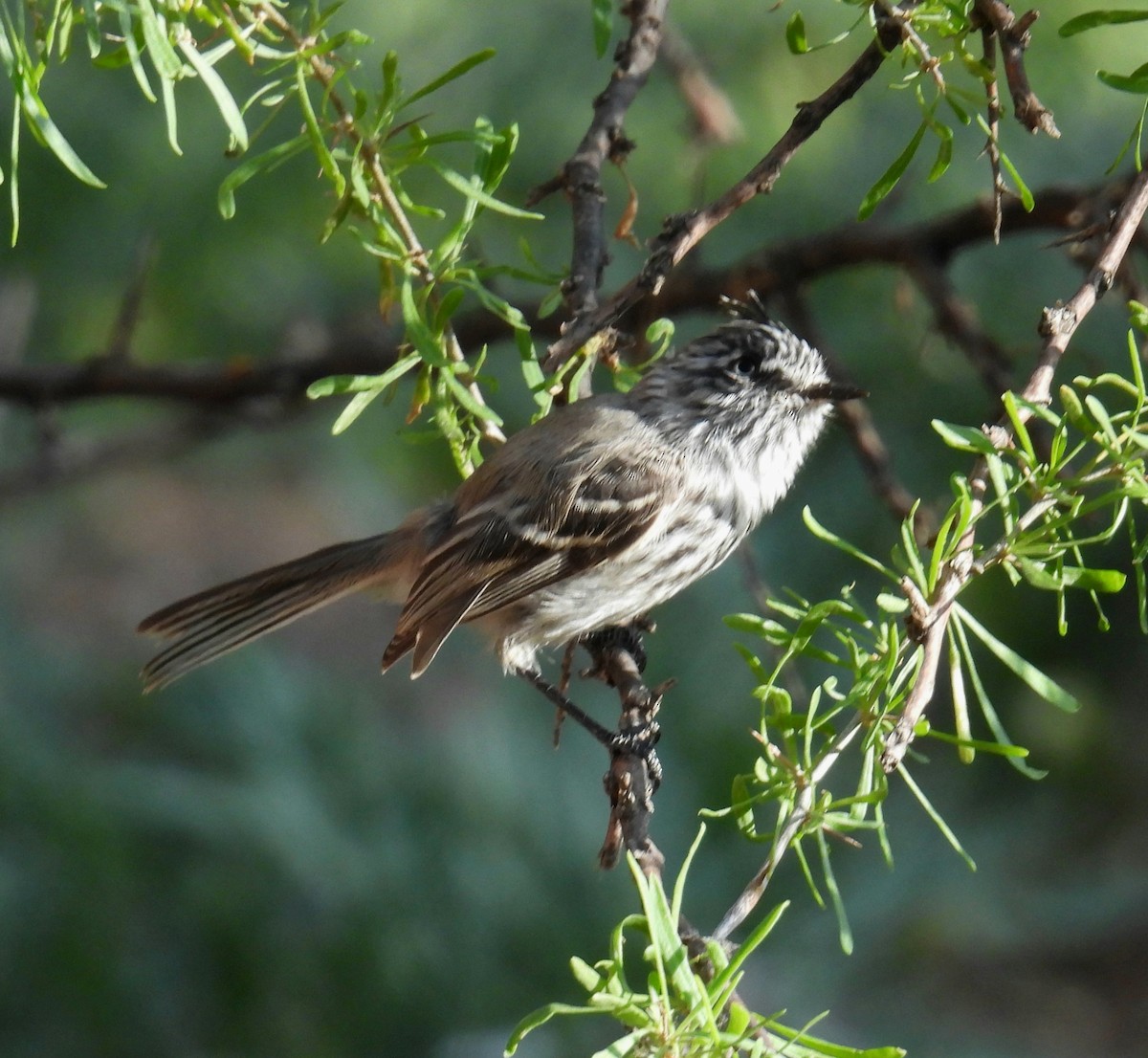 Tufted Tit-Tyrant - ML645799976